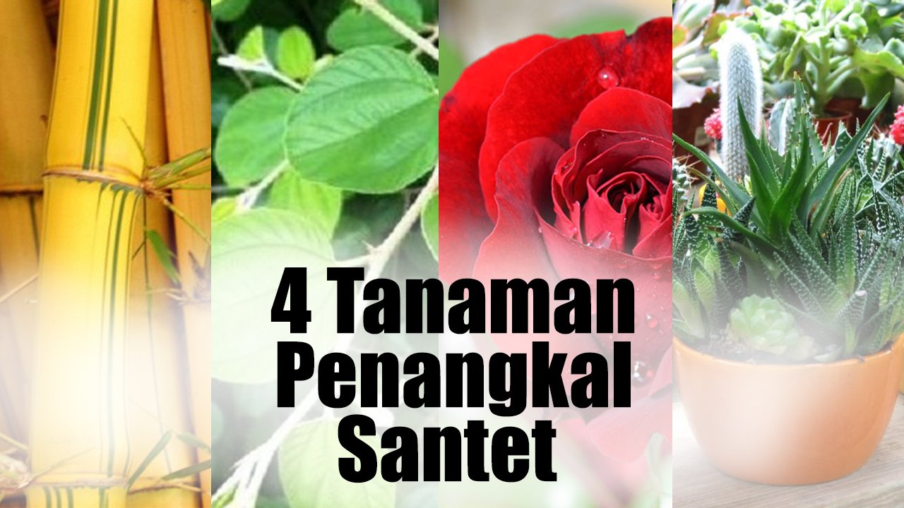 4 JENIS TANAMAN PENANGKAL SANTET DAN GANGGUAN GAIB YANG BISA ANDA TANAM DI RUMAH ANDA